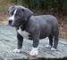 Pit Bull - blue line welpen ... - Verkauf