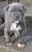 American Blueline Pitbull Welpen - Verkauf