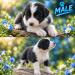 Border Collie Welpen - Verkauf