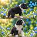 Border Collie Welpen - Verkauf