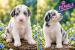 Border Collie Welpen - Verkauf
