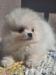 Pomeranian-Welpen höchster Qualität - Verkauf