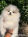 Pomeranian-Welpen höchster Qualität - Verkauf