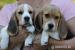 Beagle Panny na wydaniu  ZKwP/FCI  po CH.PL. - Predaj