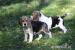 Beagle Panny na wydaniu  ZKwP/FCI  po CH.PL. - Predaj