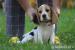 Beagle Panny na wydaniu  ZKwP/FCI  po CH.PL. - Predaj