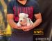 Amerikanischer Staffordshire Terrier, Welpen - Verkauf