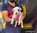 Amerikanischer Staffordshire Terrier, Welpen - Verkauf