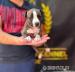 Amerikanischer Staffordshire Terrier, Welpen - Verkauf