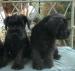 Zwergschnauzer, schwarz, Champion-Abstammung - Verkauf