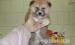 Akita inu kölykök eladók! - Eladás