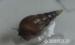 Akvárium Tisztitója - Maláj csigák - Eladás