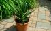 Aloe-Vera egyik fajtája - Eladás