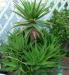 Aloe-Vera egyik fajtája - Eladás