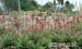 Aloe-Vera egyik fajtája - Eladás
