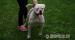 Amerikai bulldog kan eladó - Eladás