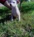 amerikai staffordshire terrier kiskutya - Eladás