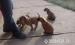 amerikai staffordshire terrier kiskutyák - Eladás