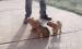 amerikai staffordshire terrier kiskutyák - Eladás