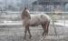Appaloosa ló - Eladás