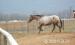 Appaloosa ló - Eladás