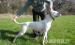 Argentin dog szuka eladó - Eladás