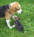Beagle kan kutya fedeztetést vállal - Eladás