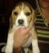 Beagle kiskutya - Eladás