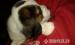 Beagle kiskutya - Eladás