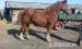 belga hidegvérű herélt ló eladó - Eladás