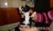 Bishon Havanese fiú kiskutya eladó - Eladás