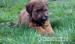 Briard kölykök - Eladás