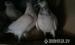 Budapesti magas röptu galambok - Eladás