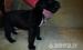 Cane corso kölykök - Eladás