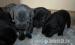 Cane corso kölykök - Eladás