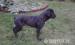 Cane Corso kutya - Eladás