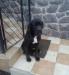 Cane Corso kutya - Eladás