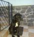 Cane Corso kutya - Eladás