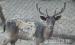 Dámszarvas, muflon eladó - Eladás