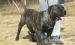 Dogo canario(kanári szigeteki kutya) szuka eladó!! - Eladás