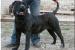 Dogo canario(kanári szigeteki kutya) szuka eladó!! - Eladás