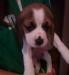 Eladò Beagle kiskutyàk - Eladás