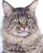 Eladó Maine Coon kandúr - Eladás