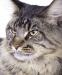 Eladó Maine Coon kandúr - Eladás