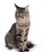 Eladó Maine Coon kandúr - Eladás