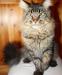 Eladó Maine Coon kandúr - Eladás
