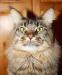 Eladó Maine Coon kandúr - Eladás
