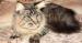 Eladó Maine Coon kandúr - Eladás