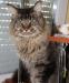 Eladó Maine Coon kandúr - Eladás