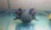 Eladó mexikói axolotl ifjoncok - Eladás